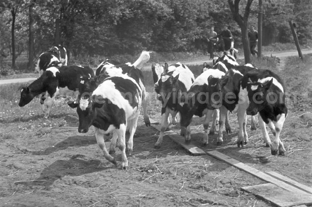 GDR photo archive: Leipzig - Junge Bauern treiben eine Kuhherde auf ein Feld in der Nähe von Leipzig.