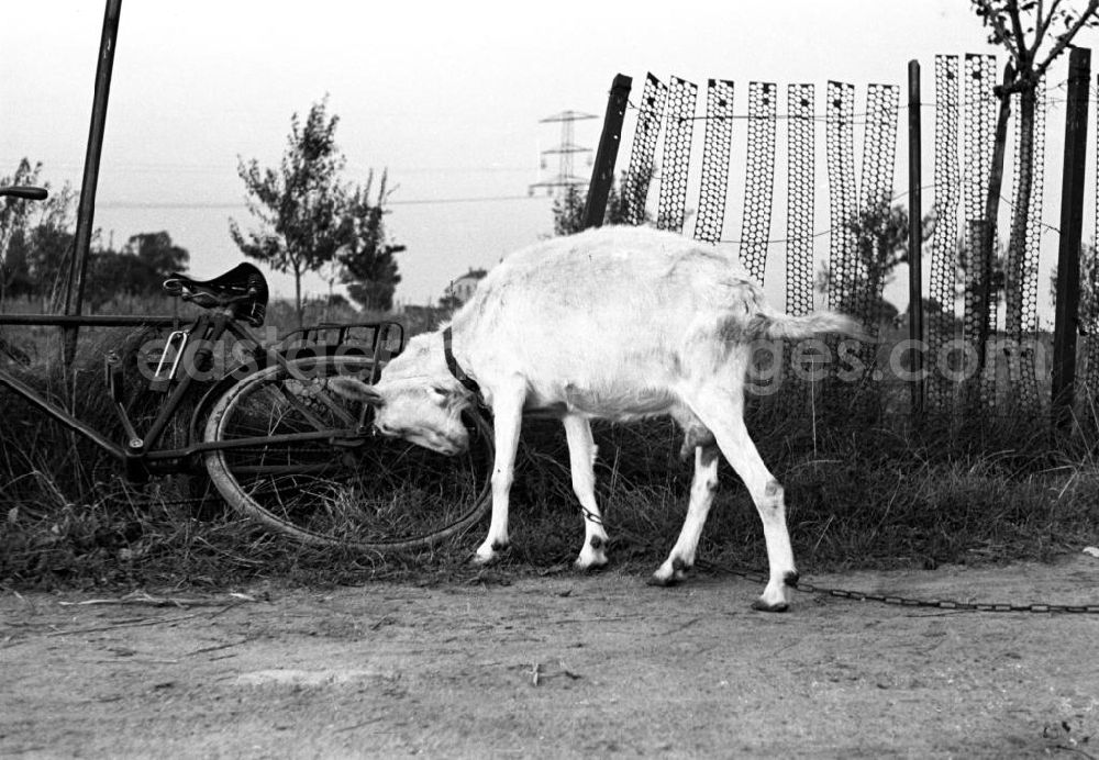 GDR photo archive: Leipzig - Eine angekettete Ziege reibt ihre Hörner an einem umgekippten Fahrrad bei Leipzig.