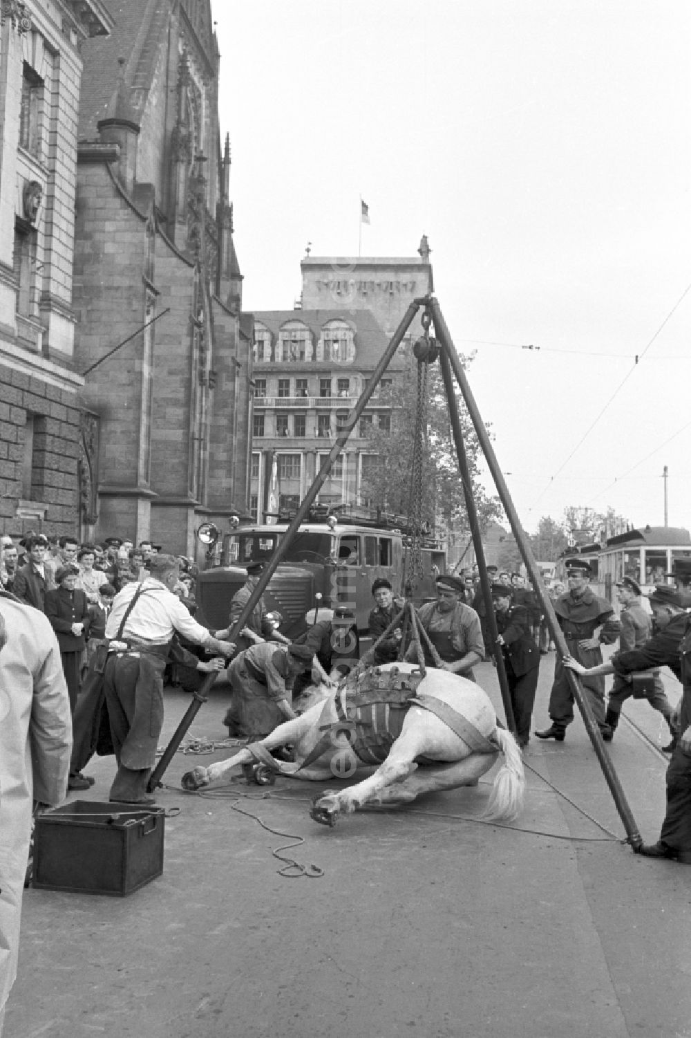 GDR image archive: Leipzig - Accident scene With the help of the fire brigade, a horse that had fallen to its feet is being righted on Karl-Marx-Platz (today Augustusplatz) in Leipzig in the Mitte district of Leipzig, Saxony in the area of the former GDR, German Democratic Republic