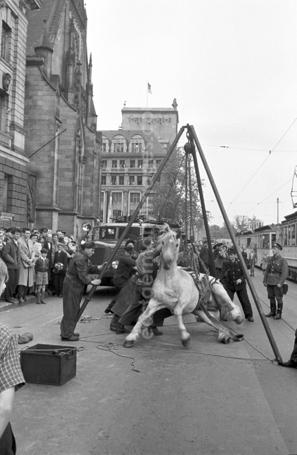 GDR photo archive: Leipzig - Accident scene With the help of the fire brigade, a horse that had fallen to its feet is being righted on Karl-Marx-Platz (today Augustusplatz) in Leipzig in the Mitte district of Leipzig, Saxony in the area of the former GDR, German Democratic Republic