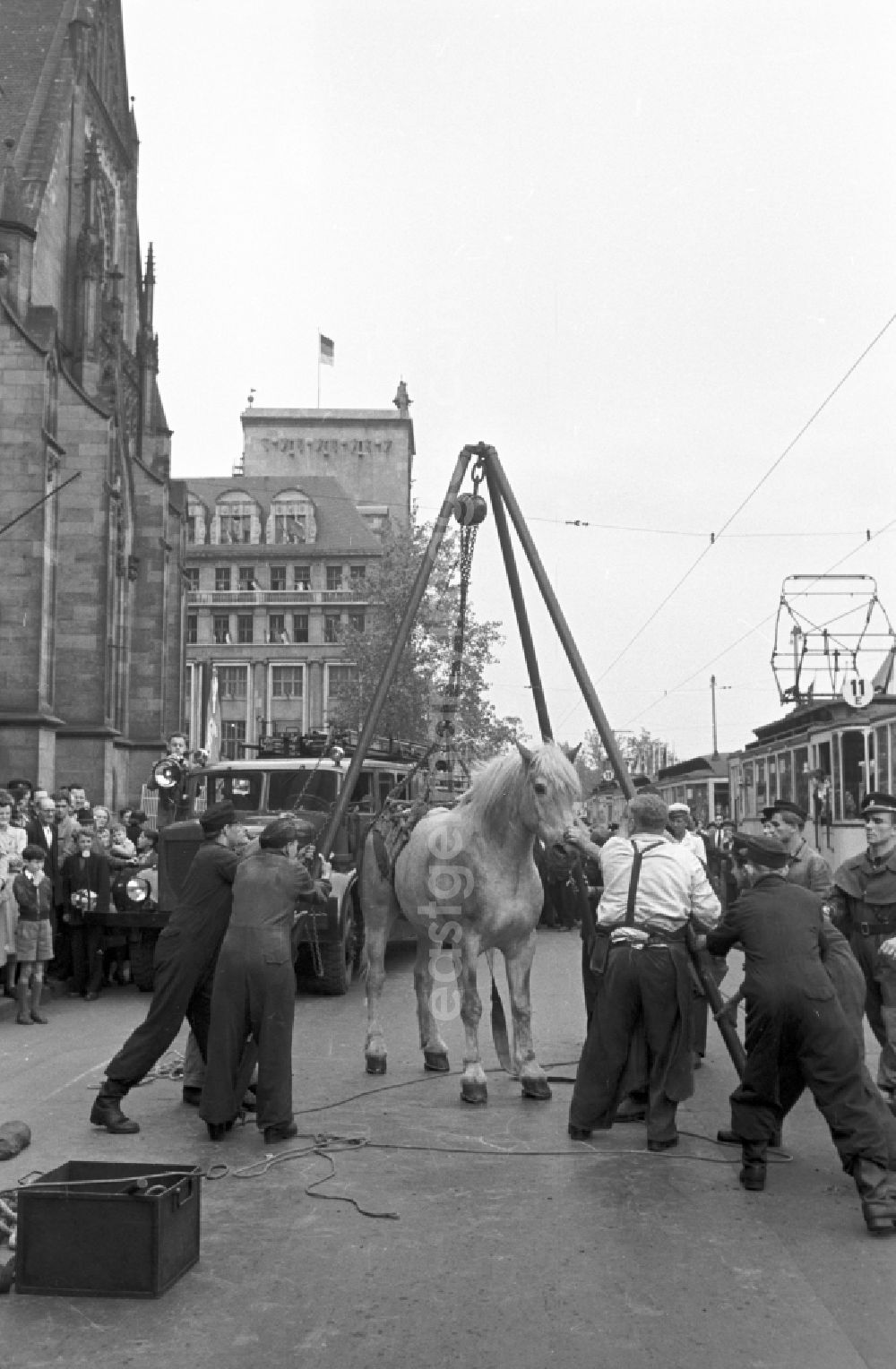 GDR picture archive: Leipzig - Accident scene With the help of the fire brigade, a horse that had fallen to its feet is being righted on Karl-Marx-Platz (today Augustusplatz) in Leipzig in the Mitte district of Leipzig, Saxony in the area of the former GDR, German Democratic Republic