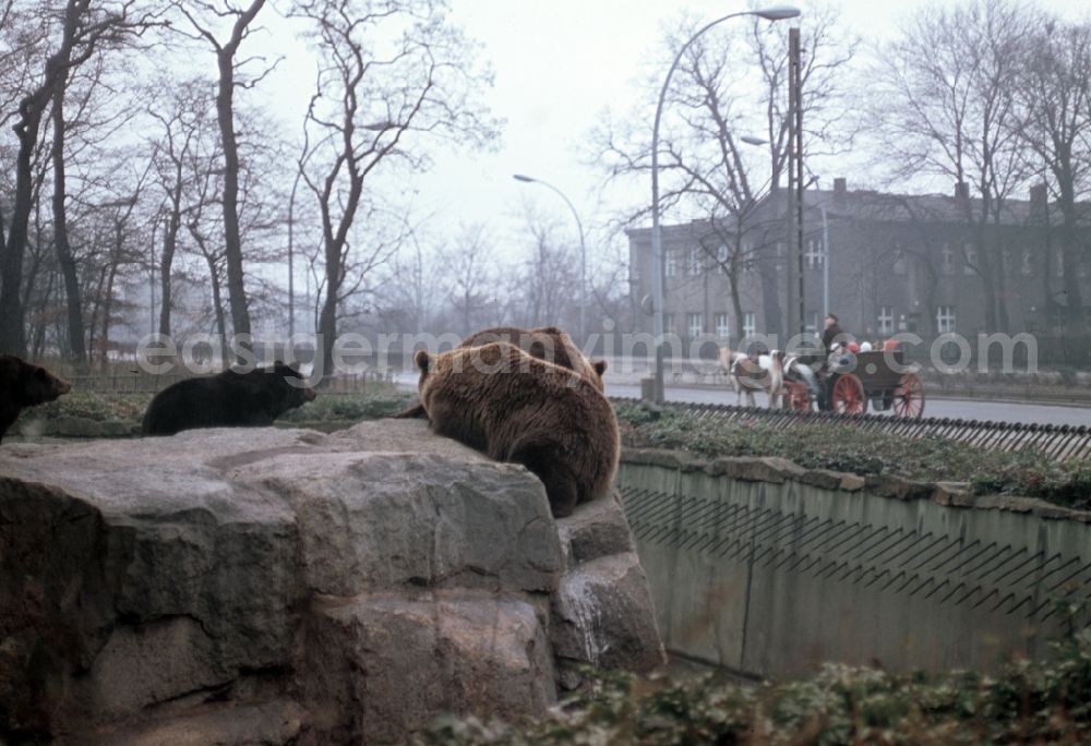 Berlin: Horse-drawn carriage with children on a short excursion past the bear enclosure of the Berlin Zoo in the Lichtenberg district of East Berlin in the territory of the former GDR, German Democratic Republic