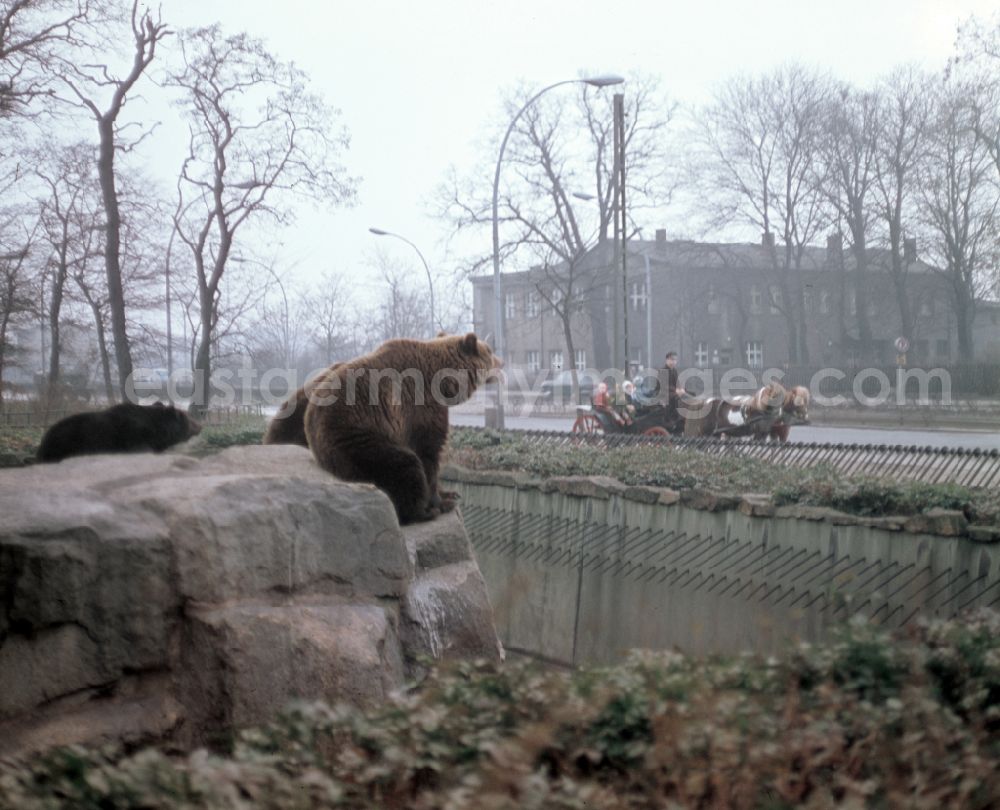 Berlin: Horse-drawn carriage with children on a short excursion past the bear enclosure of the Berlin Zoo in the Lichtenberg district of East Berlin in the territory of the former GDR, German Democratic Republic