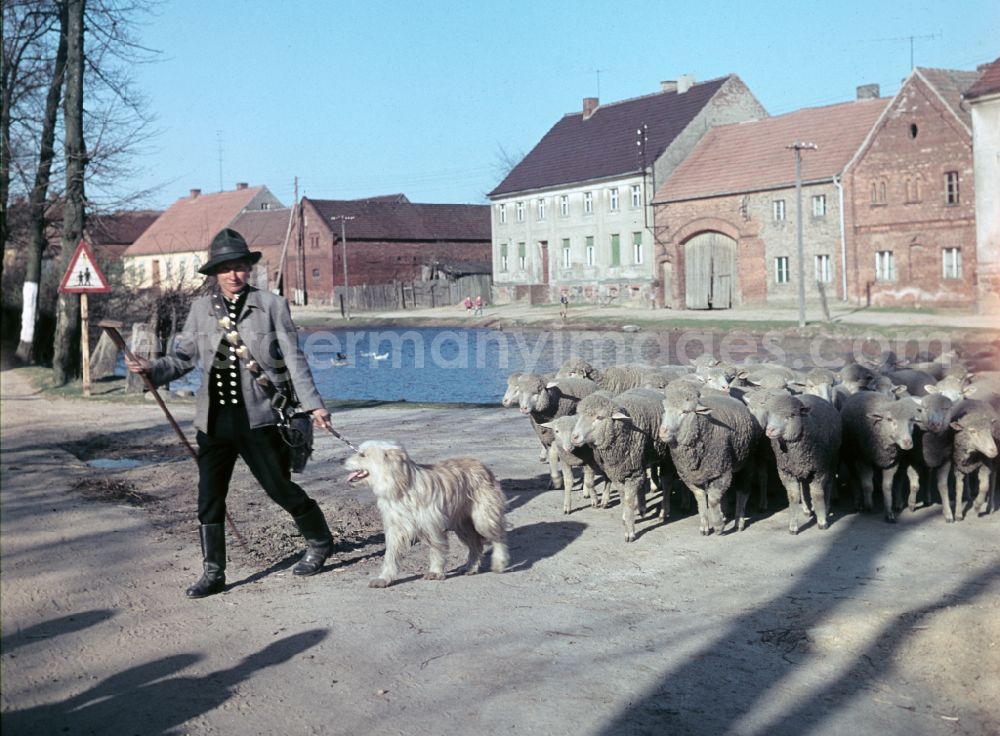 Bernau: A shepherd in traditional clothing with his flock accompanied by a sheepdog on the street Am Feldrand in Bernau, Brandenburg in the territory of the former GDR, German Democratic Republic