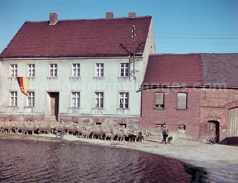 GDR photo archive: Bernau - A shepherd in traditional clothing with his flock accompanied by a sheepdog on the street Am Feldrand in Bernau, Brandenburg in the territory of the former GDR, German Democratic Republic