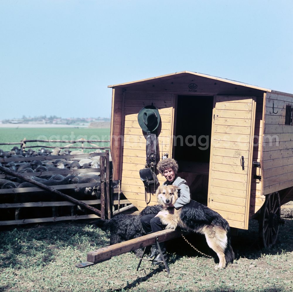 GDR image archive: Bernau - A shepherd sits on the steps of his wagon with his sheepdogs in the background herding his flock on the street Am Feldrand in Bernau, Brandenburg in the territory of the former GDR, German Democratic Republic