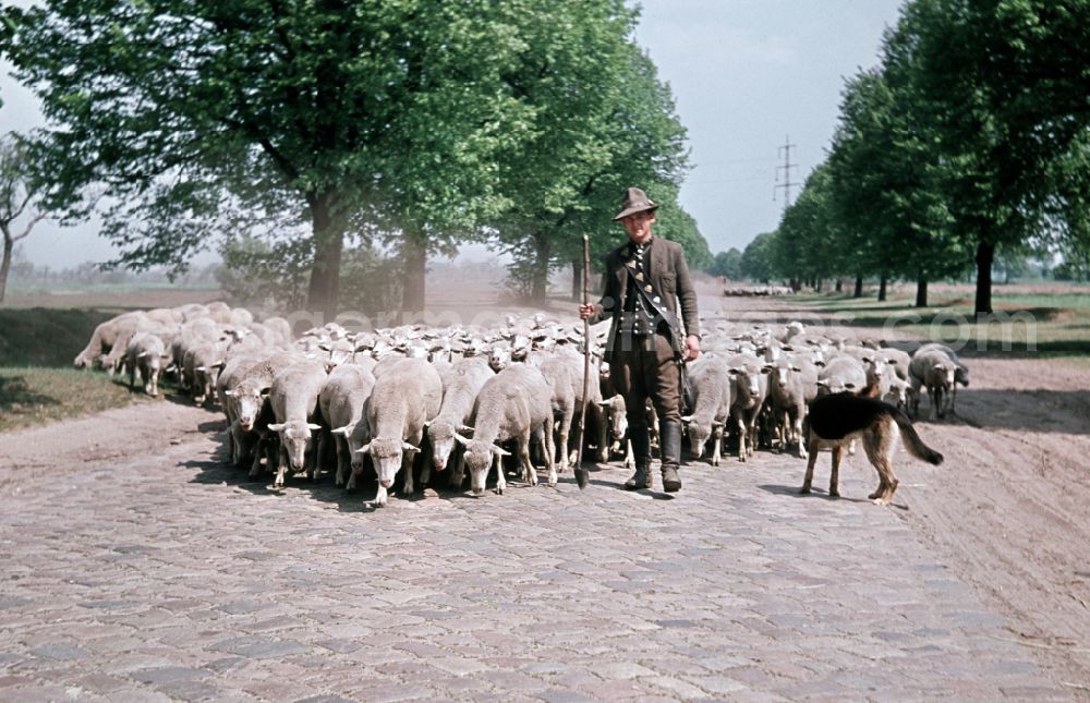 Bernau: A shepherd in traditional clothing with his flock accompanied by a sheepdog on the street Am Feldrand in Bernau, Brandenburg in the territory of the former GDR, German Democratic Republic