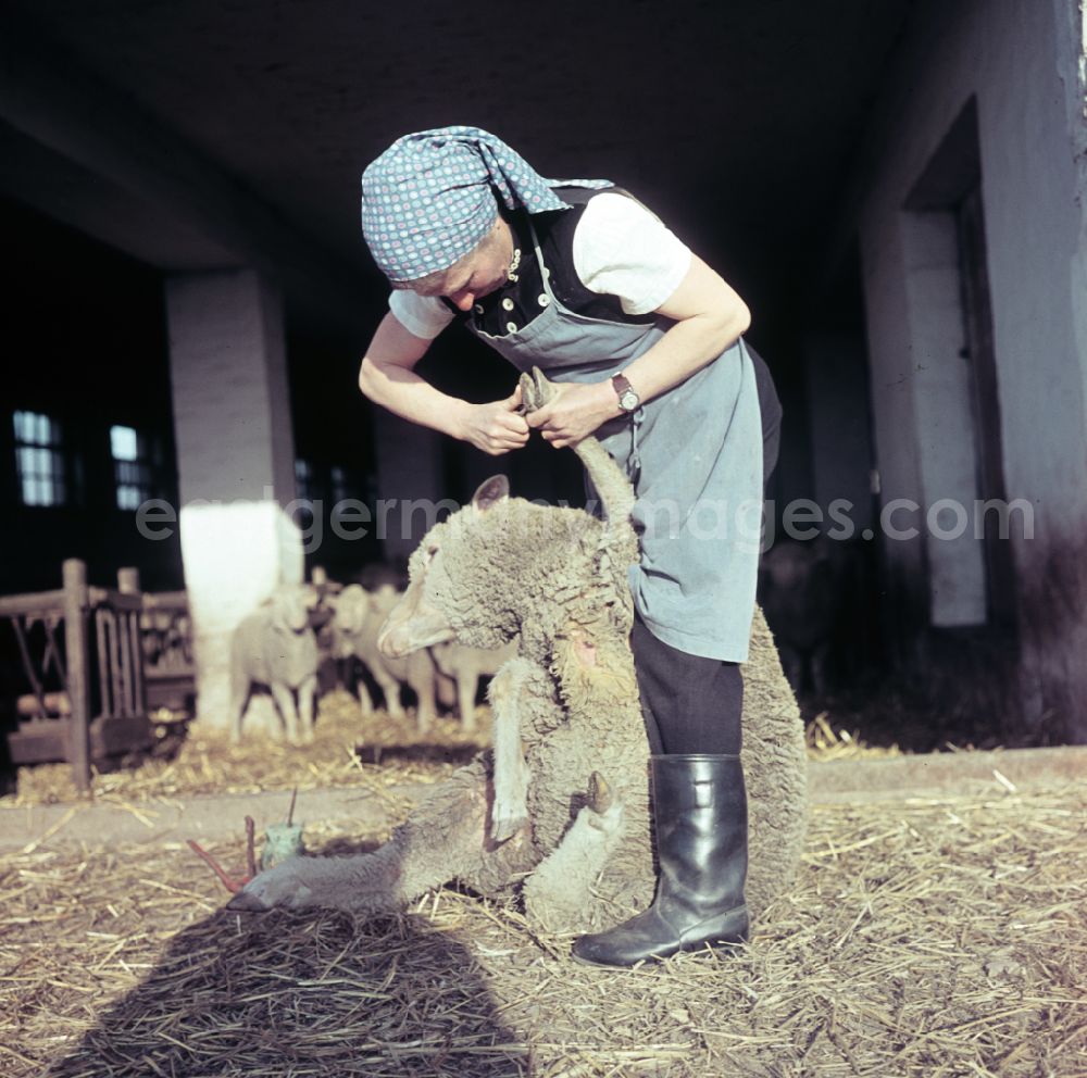 GDR image archive: Bernau - Everyday life in sheep farming here during hoof care on the street Am Feldrand in Bernau, Brandenburg in the territory of the former GDR, German Democratic Republic