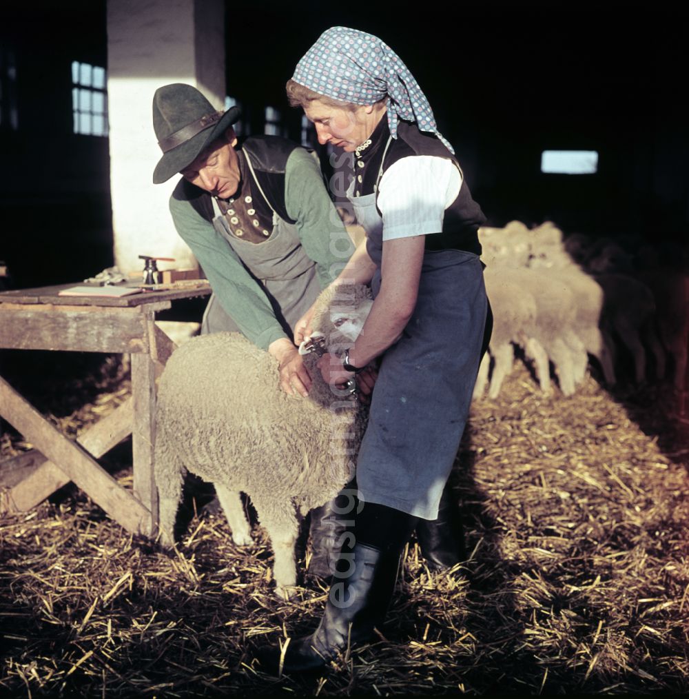 GDR picture archive: Bernau - Everyday life in sheep farming on the street Am Feldrand in Bernau, Brandenburg in the territory of the former GDR, German Democratic Republic