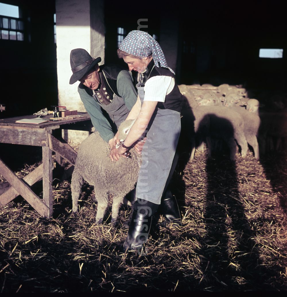 Bernau: Everyday life in sheep farming on the street Am Feldrand in Bernau, Brandenburg in the territory of the former GDR, German Democratic Republic