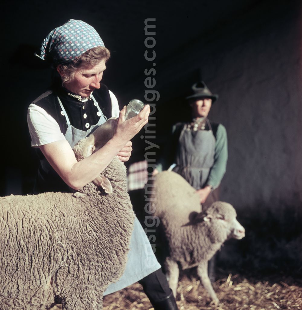 GDR picture archive: Bernau - Everyday life in sheep farming on the street Am Feldrand in Bernau, Brandenburg in the territory of the former GDR, German Democratic Republic