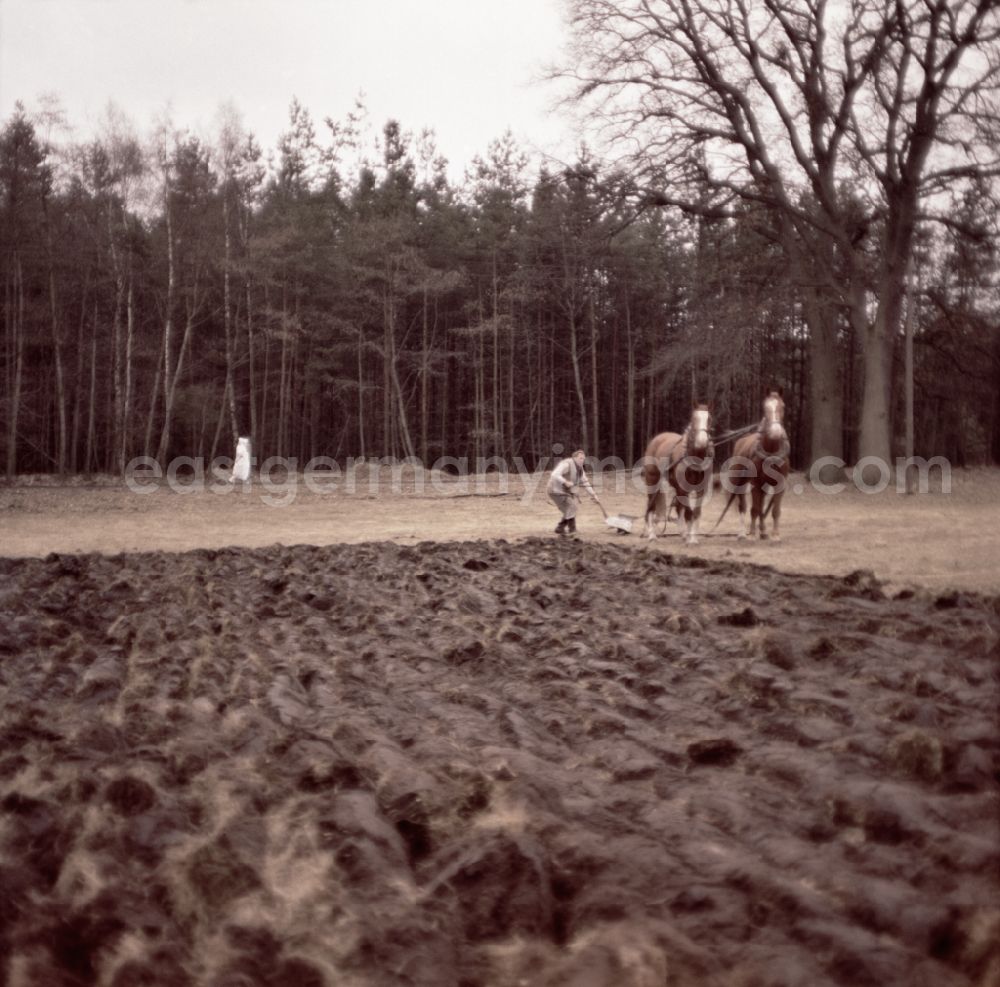 GDR photo archive: Haide - Scene from the film and television production Rublak - The Legend of the Measured Land in Haide, Saxony in the area of the former GDR, German Democratic Republic. A farmer is plowing a field at the edge of a forest with two horses