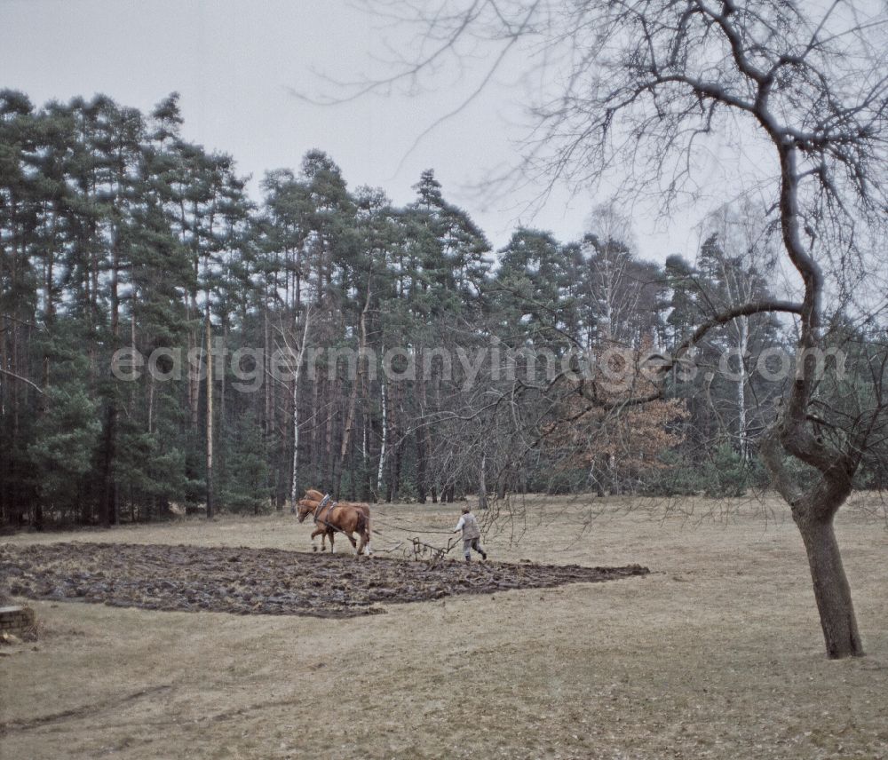 GDR picture archive: Haide - Scene from the film and television production Rublak - The Legend of the Measured Land in Haide, Saxony in the area of the former GDR, German Democratic Republic. A farmer is plowing a field at the edge of a forest with two horses