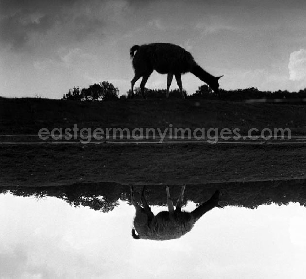 GDR picture archive: Berlin - Besuch im Tierpark Berlin - Friedrichsfelde.