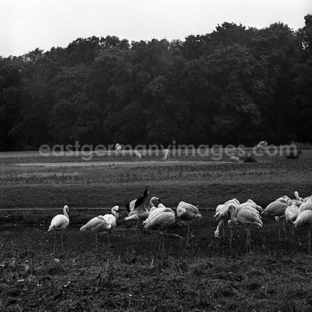 GDR photo archive: Berlin - Besuch im Tierpark Berlin - Friedrichsfelde.