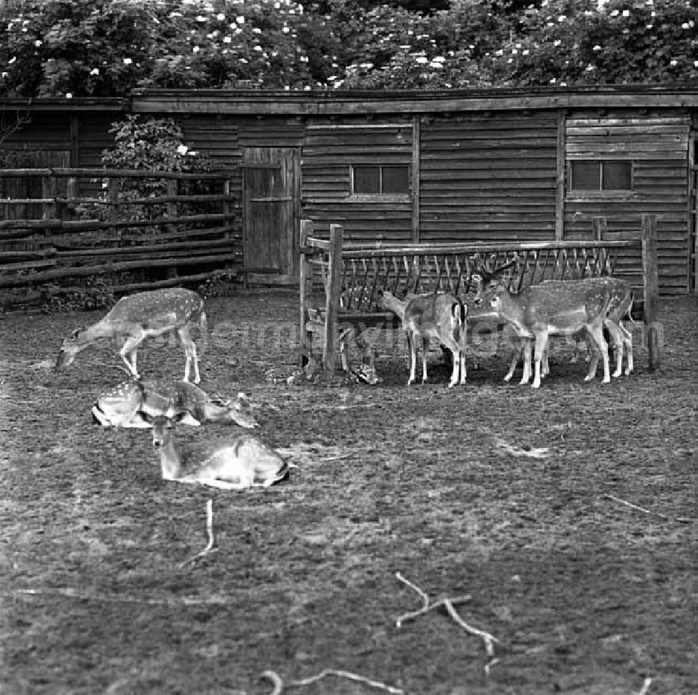 GDR image archive: Berlin - Besuch im Tierpark Berlin - Friedrichsfelde.