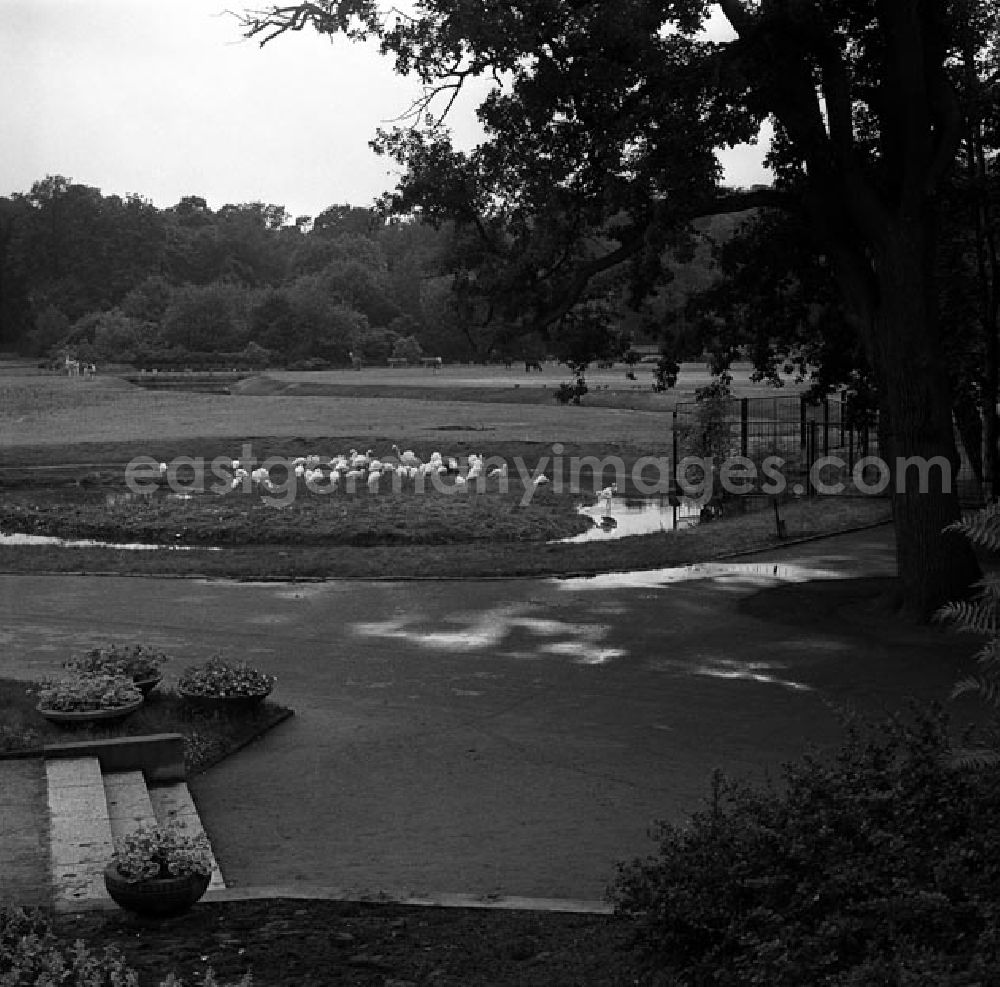 GDR picture archive: Berlin - Besuch im Tierpark Berlin - Friedrichsfelde.