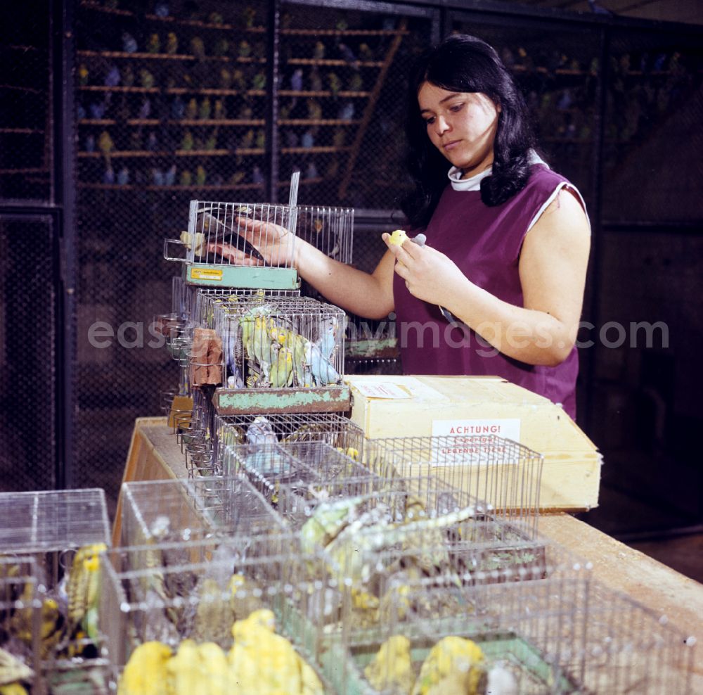 GDR photo archive: Löwenberger Land - Budgie breeding in Hoppenrade, Brandenburg in the area of the former GDR, German Democratic Republic