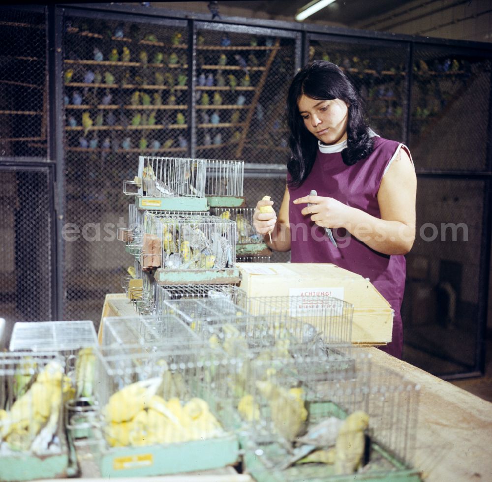 GDR picture archive: Löwenberger Land - Budgie breeding in Hoppenrade, Brandenburg in the area of the former GDR, German Democratic Republic