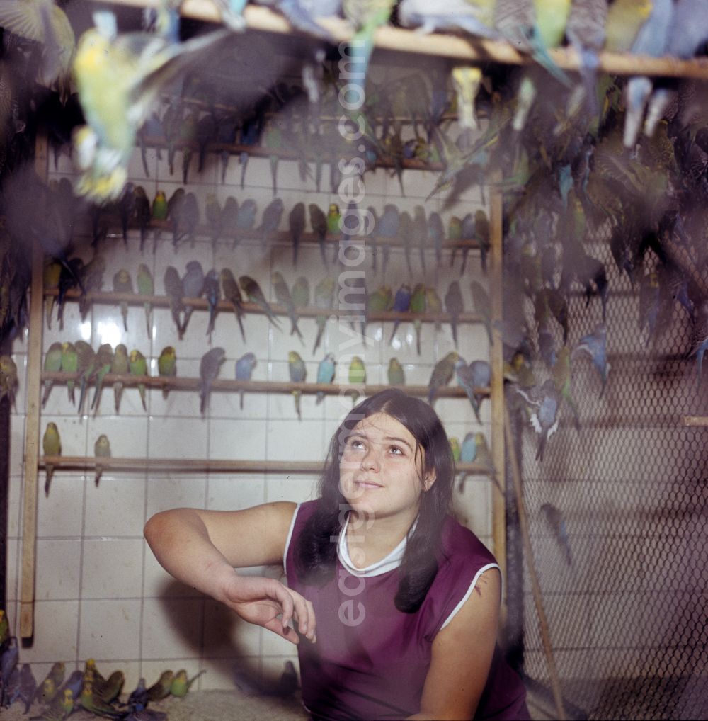 Löwenberger Land: Budgie breeding in Hoppenrade, Brandenburg in the area of the former GDR, German Democratic Republic