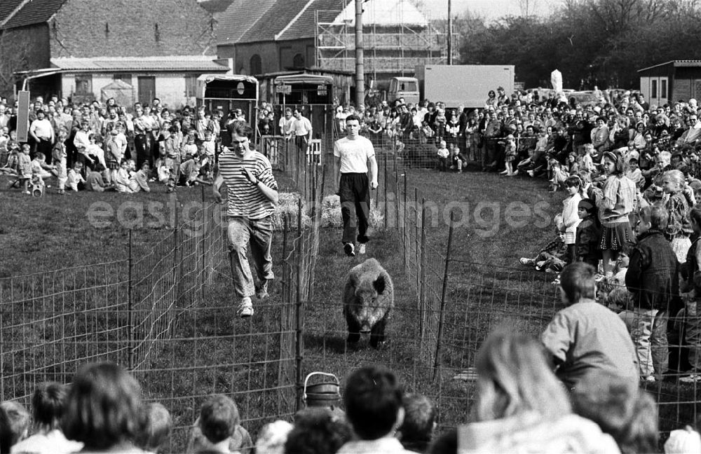 GDR image archive: - Wildschweinrennen in Kyritz Umschlag:7358