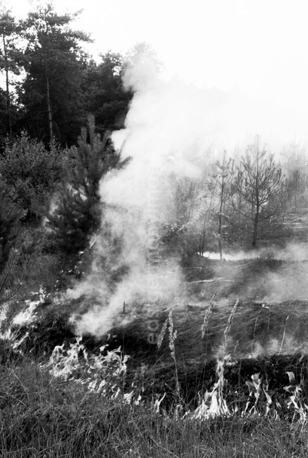 GDR image archive: Sachsen Anhalt-Wittenberg - Wittenberg/Sachsen Anhalt 20 ha Waldbrand bei Wittenberg 02.08.9