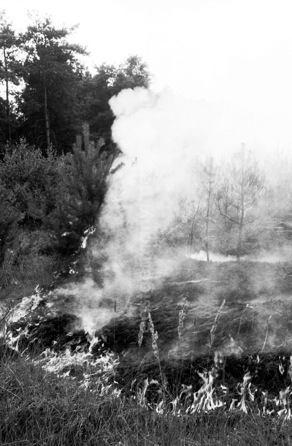 GDR photo archive: Sachsen Anhalt-Wittenberg - Wittenberg/Sachsen Anhalt 20 ha Waldbrand bei Wittenberg 02.08.9