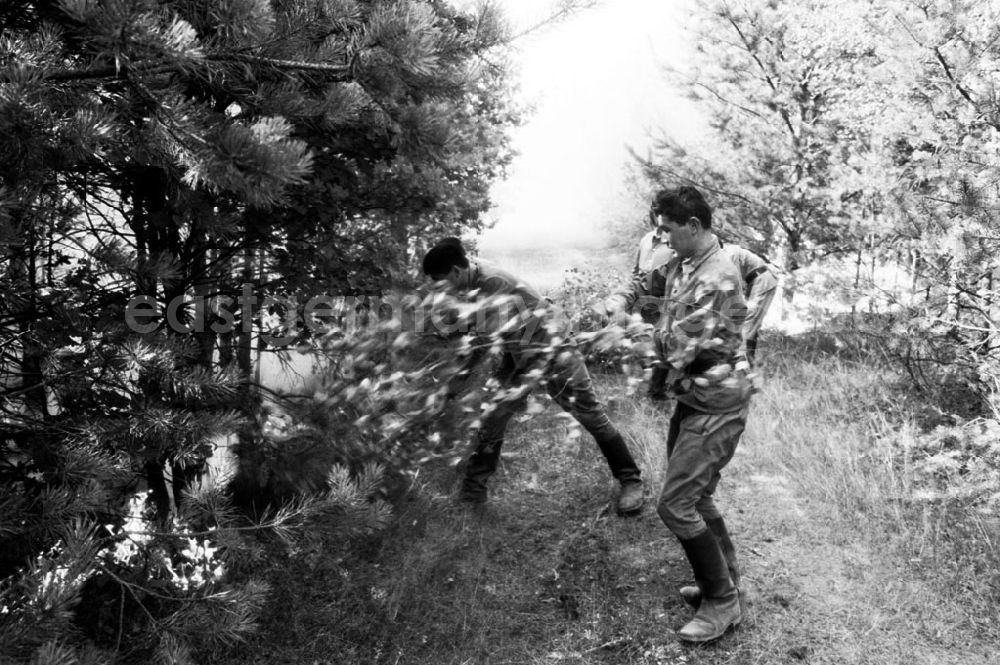 GDR picture archive: Sachsen Anhalt-Wittenberg - Wittenberg/Sachsen Anhalt 20 ha Waldbrand bei Wittenberg 02.08.9