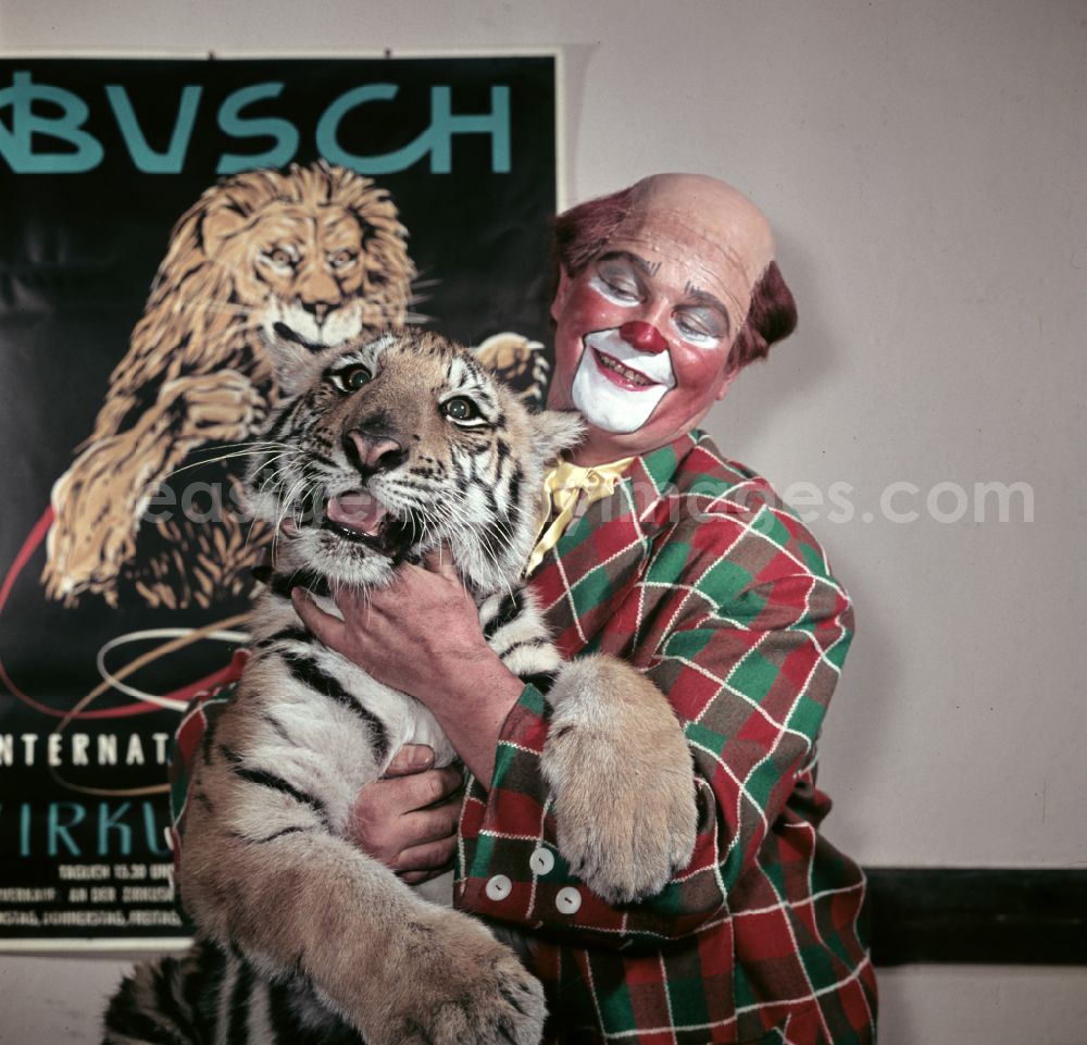 Berlin: Circus Busch - clown with tiger in Berlin East Berlin in the territory of the former GDR, German Democratic Republic