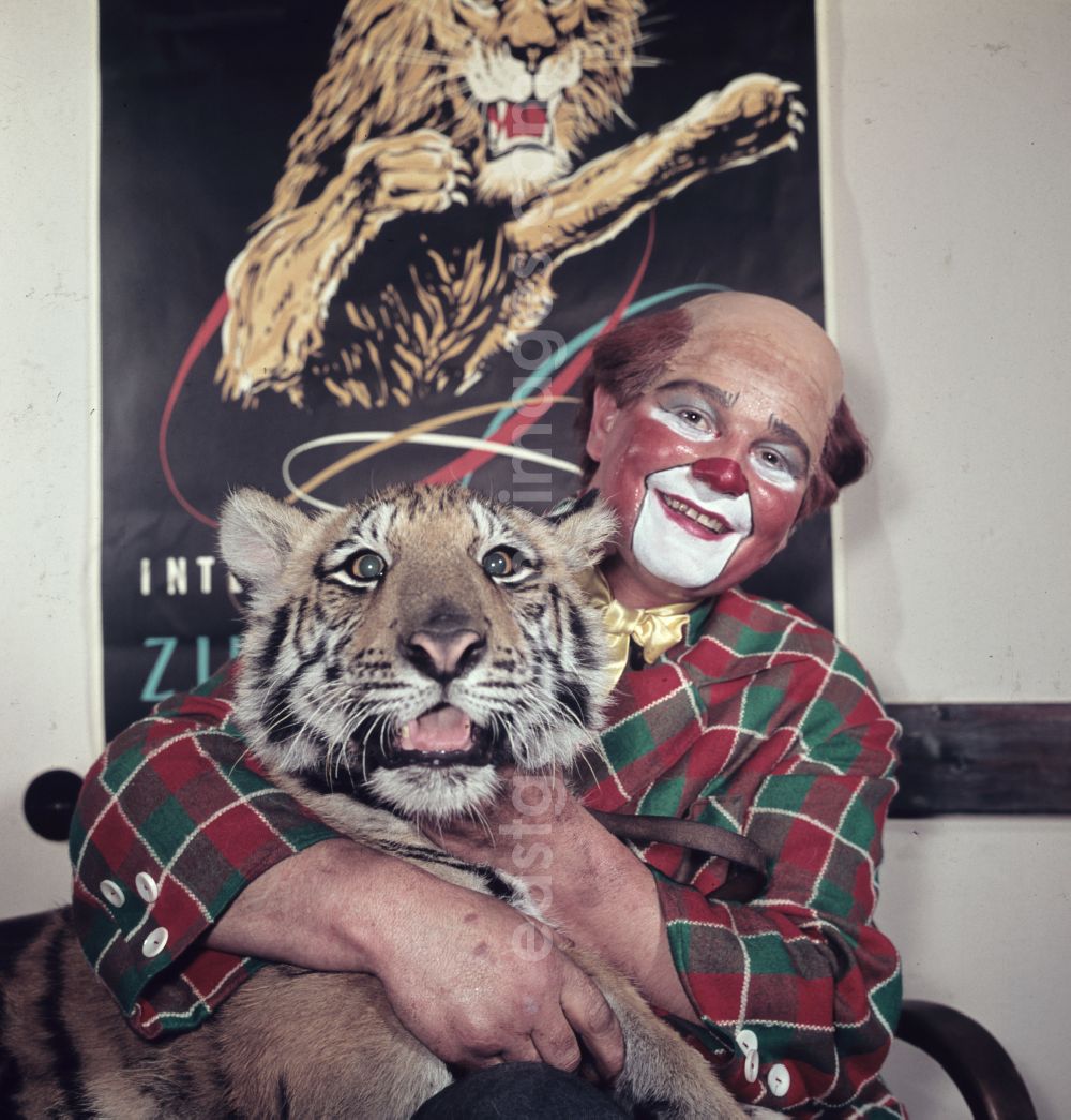 GDR image archive: Berlin - Circus Busch - clown with tiger in Berlin East Berlin in the territory of the former GDR, German Democratic Republic