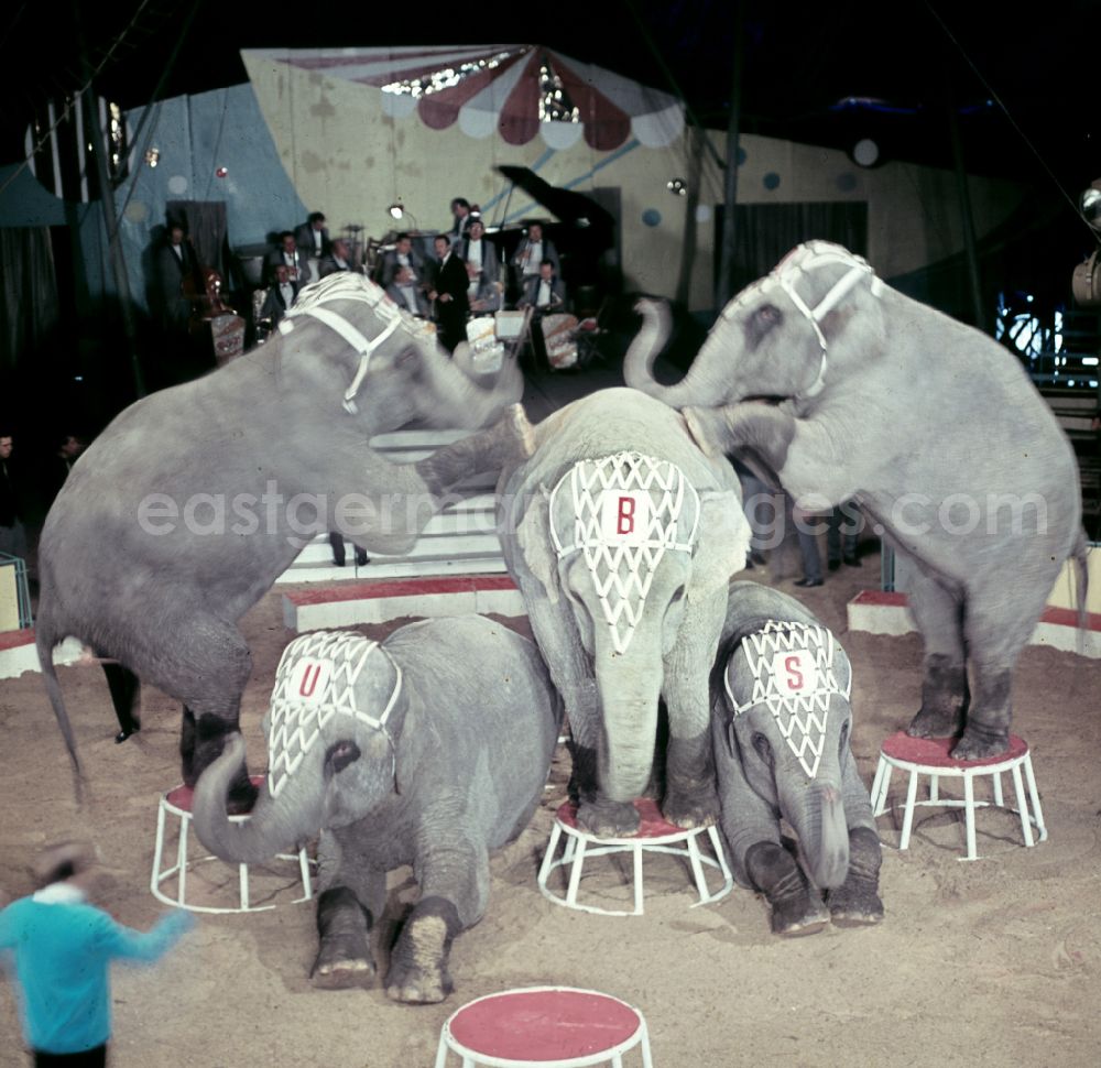 GDR photo archive: Berlin - Circus Busch - rehearsal of elephant training in Berlin East Berlin in the territory of the former GDR, German Democratic Republic