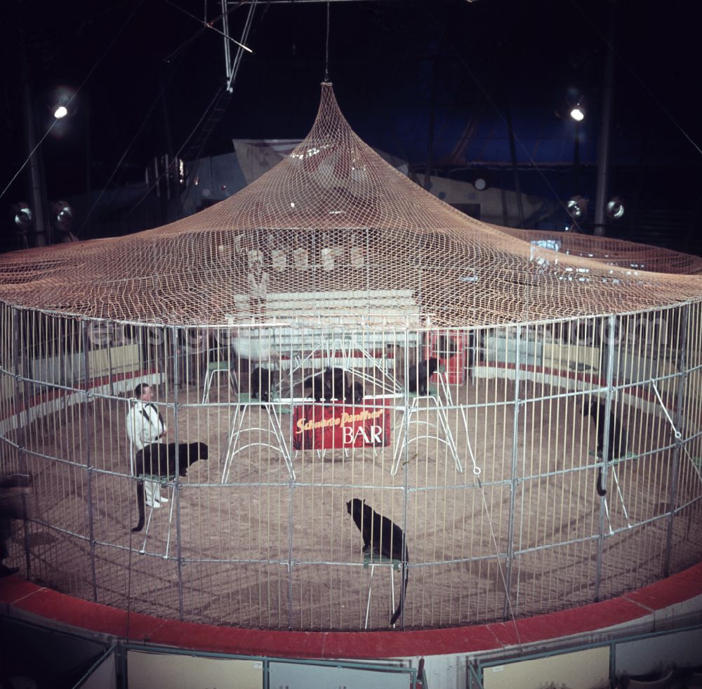 GDR photo archive: Berlin - Black panthers in a cage for a big cat training demonstration in the ring of the Circus Busch in East Berlin on the territory of the former GDR, German Democratic Republic