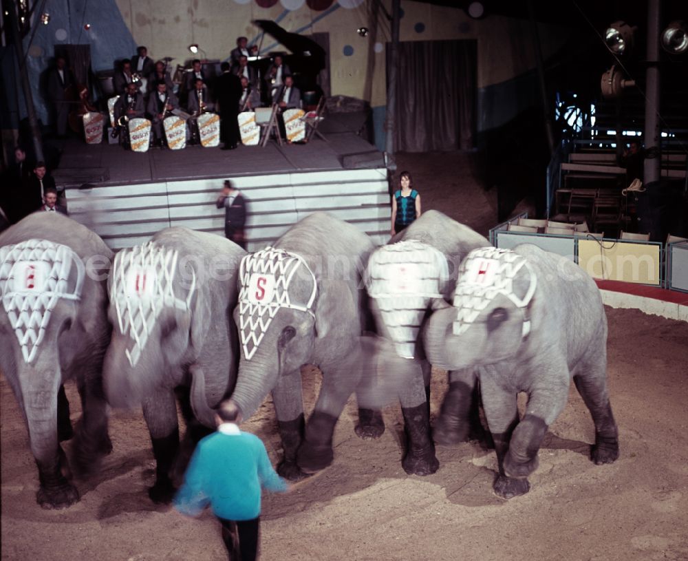 Berlin: Circus Busch - rehearsal of elephant training in Berlin East Berlin in the territory of the former GDR, German Democratic Republic