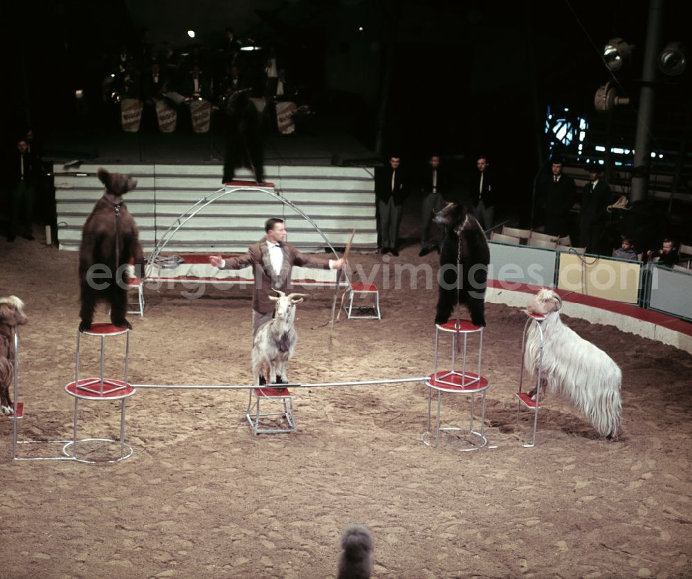 GDR image archive: Berlin - Circus Busch - tamer with bears and goats in the ring in Berlin East Berlin in the territory of the former GDR, German Democratic Republic