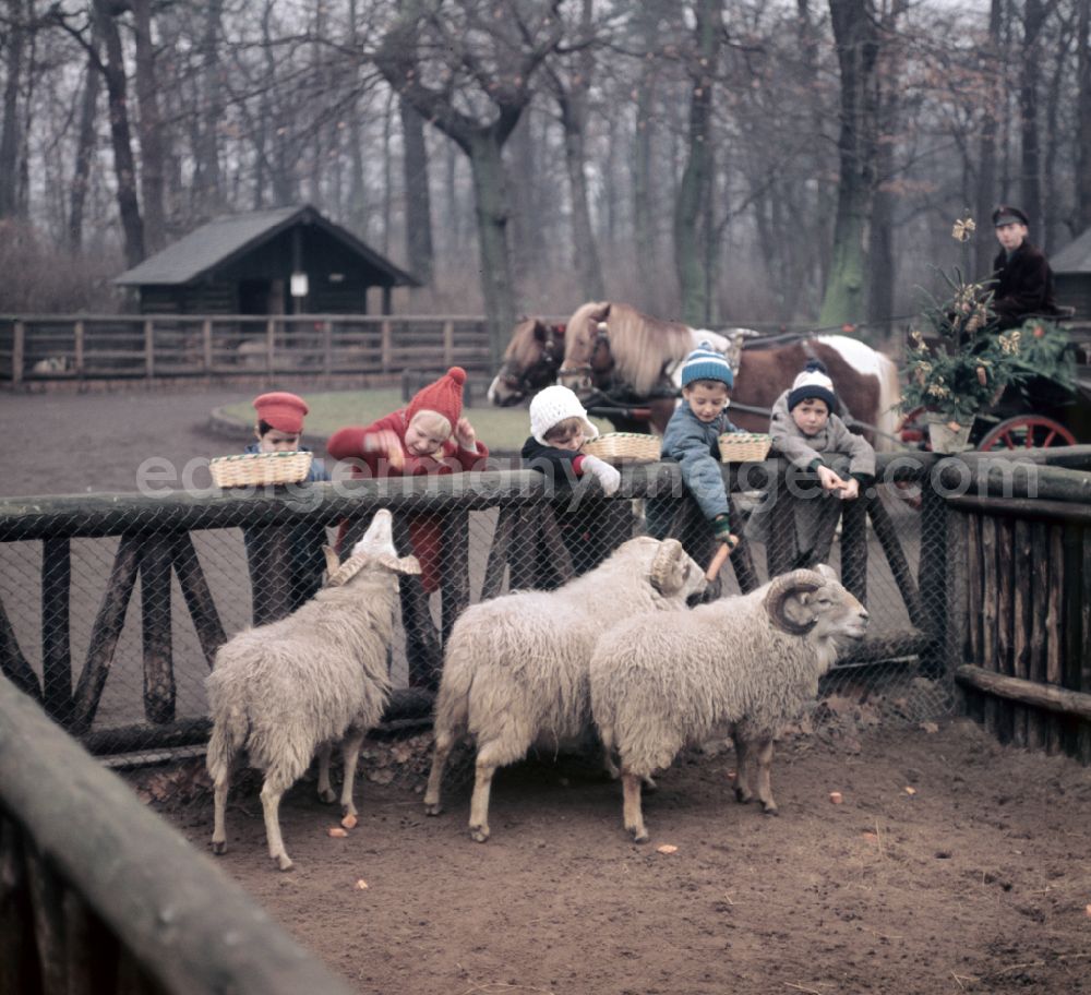 GDR picture archive: Berlin - Visitors at a zoo enclosure with sheep on street Am Tierpark in Berlin Eastberlin on the territory of the former GDR, German Democratic Republic