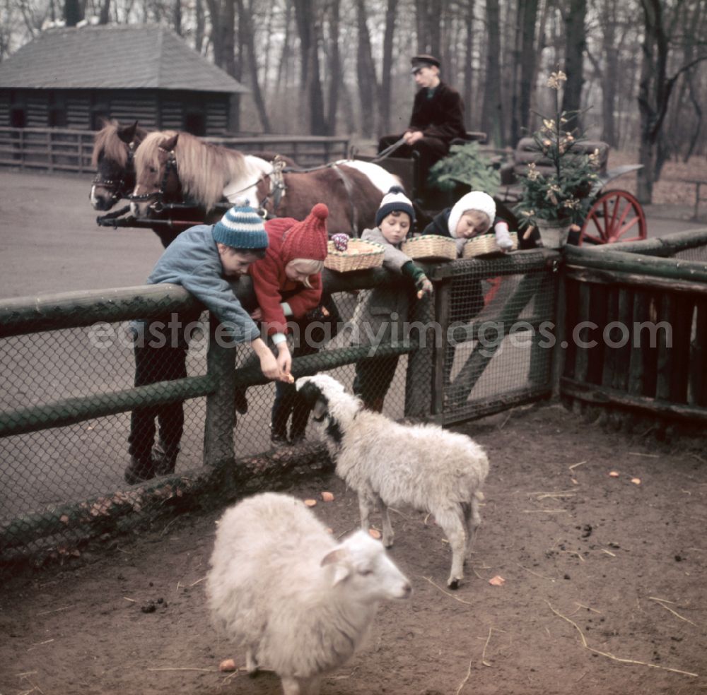 GDR image archive: Berlin - Visitors at a zoo enclosure with sheep on street Am Tierpark in Berlin Eastberlin on the territory of the former GDR, German Democratic Republic