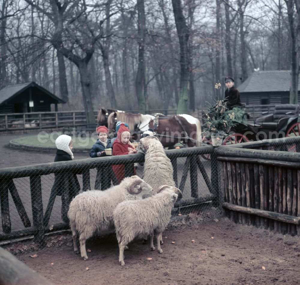 GDR photo archive: Berlin - Visitors at a zoo enclosure with sheep on street Am Tierpark in Berlin Eastberlin on the territory of the former GDR, German Democratic Republic