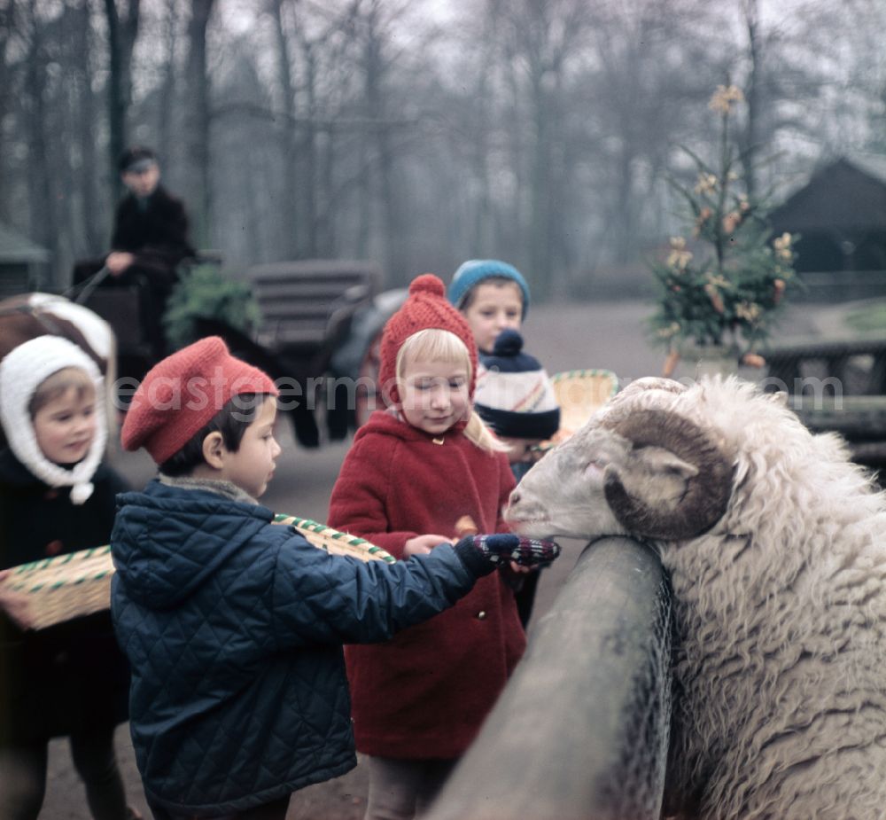 GDR picture archive: Berlin - Visitors at a zoo enclosure with sheep on street Am Tierpark in Berlin Eastberlin on the territory of the former GDR, German Democratic Republic