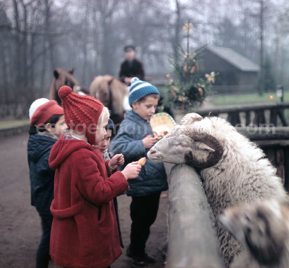 Berlin: Visitors at a zoo enclosure with sheep on street Am Tierpark in Berlin Eastberlin on the territory of the former GDR, German Democratic Republic