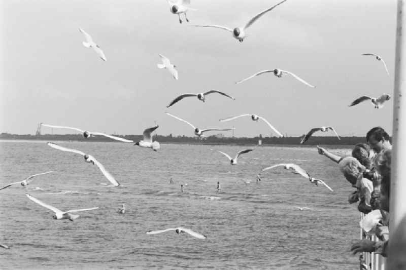 Seagulls at the pier of the Baltic Sea in Ahlbeck in Mecklenburg-Western Pomerania on the territory of the former GDR, German Democratic Republic