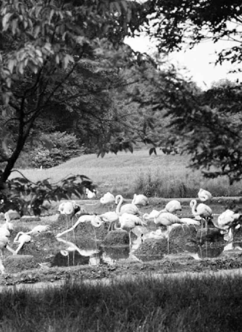 Juni 1973 Tierpark in Berlin.