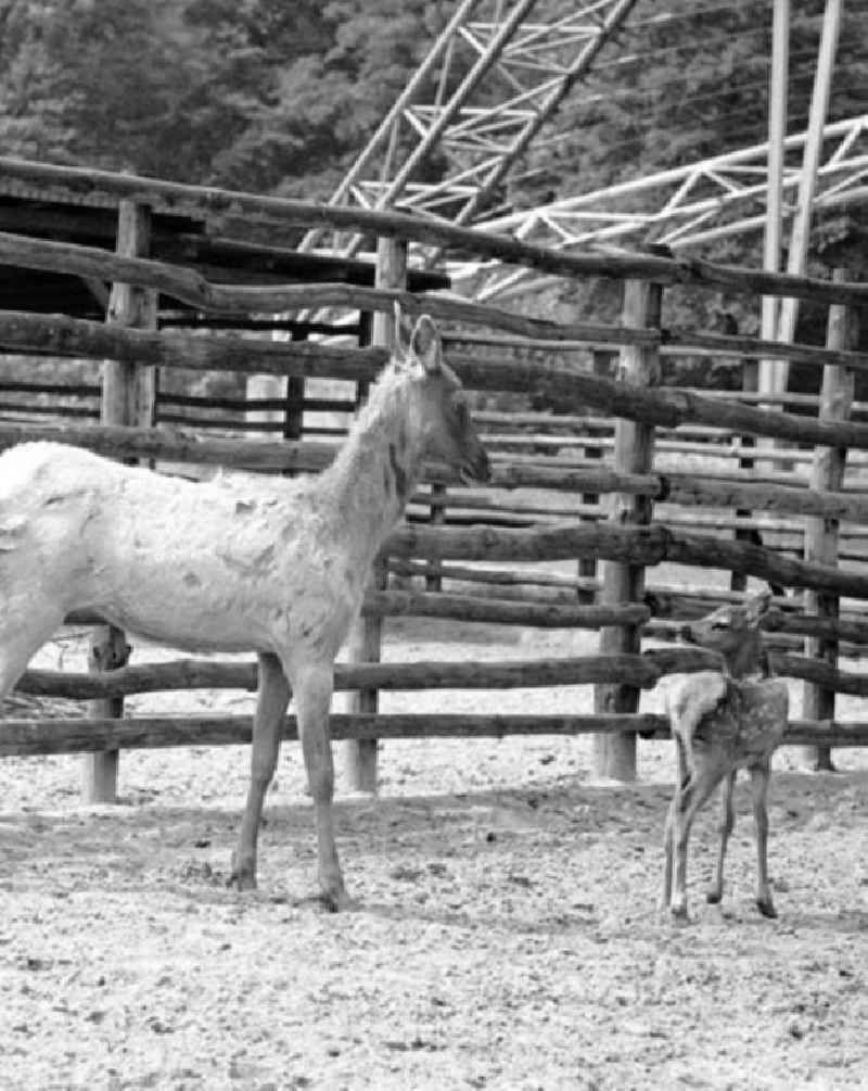 Juni 1973 Tierpark in Berlin.