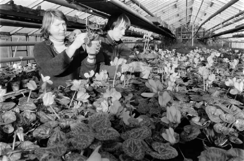 Gardeners in the greenhouse in front of begonias from the GDR Altglienicke plant nursery, gardening production cooperative GPG 'Berlin-Treptow', a specialist company for ornamental plants and growing vegetables on the territory of the former GDR, German Democratic Republic