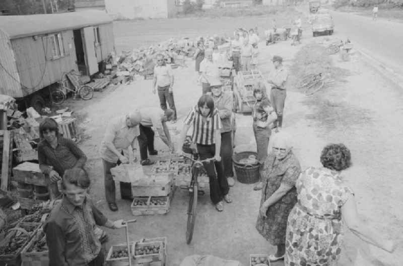 The wholesale company of fruit, vegetables and potatoes (OGS) buys fruit and vegetables from the allotments in a buying office in the city district of Marzahn in Berlin, the former capital of the GDR, the German Democratic Republic