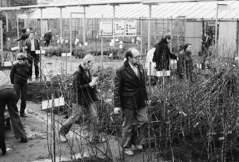 Autumn sales of young shrubs, woods and other plants in the nursery garden Spaeth in Berlin, the former capital of the GDR, German democratic republic