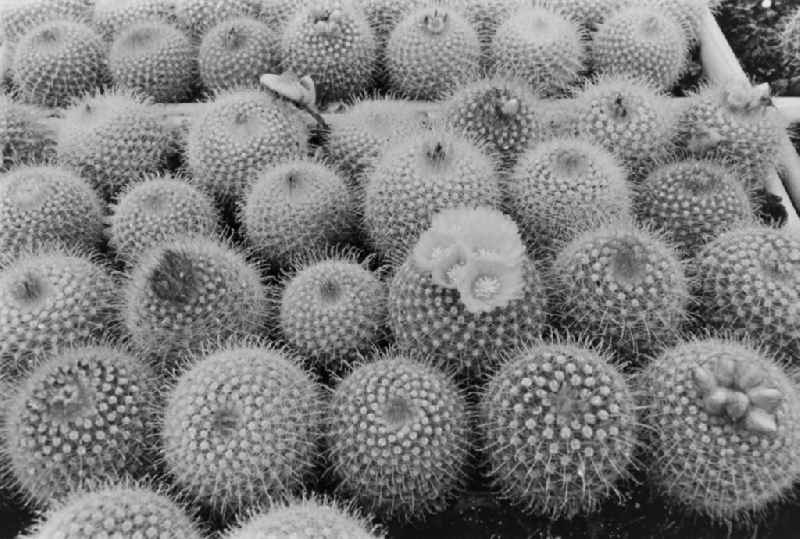 Cactus cultivation in the GPG Aufbau “Hermann Schlimme” in Biesdorf in Berlin East Berlin in the area of the former GDR, German Democratic Republic