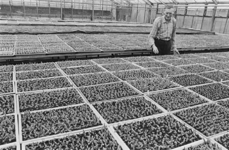 Cactus cultivation in the GPG Aufbau “Hermann Schlimme” in Biesdorf in Berlin East Berlin in the area of the former GDR, German Democratic Republic