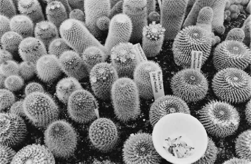 Cactus cultivation in the GPG Aufbau “Hermann Schlimme” in Biesdorf in Berlin East Berlin in the area of the former GDR, German Democratic Republic