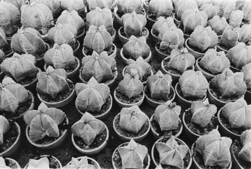 Cactus cultivation in the GPG Aufbau “Hermann Schlimme” in Biesdorf in Berlin East Berlin in the area of the former GDR, German Democratic Republic