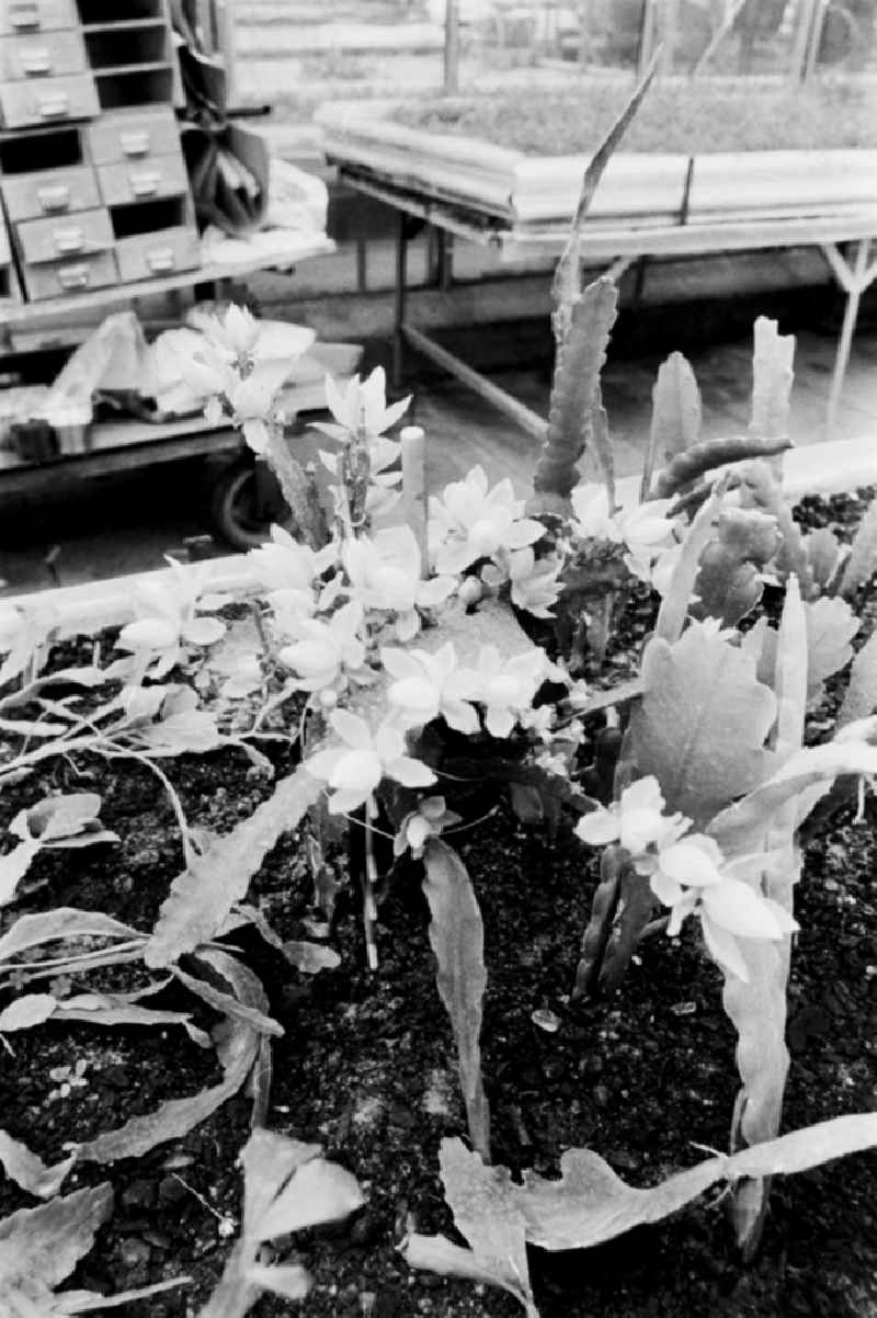 Cactus cultivation in the GPG Aufbau “Hermann Schlimme” in Biesdorf in Berlin East Berlin in the area of the former GDR, German Democratic Republic